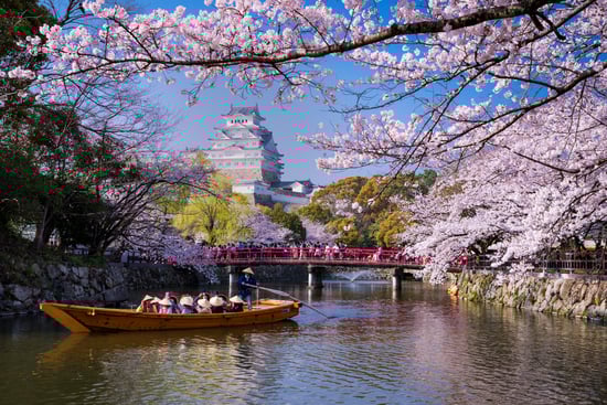 cherry blossom tour