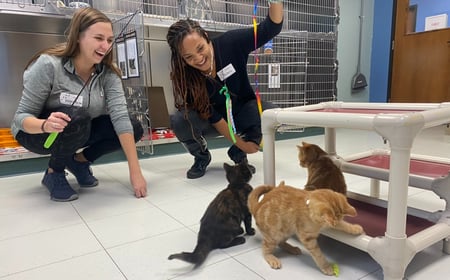 Two women playing with shelter kittens