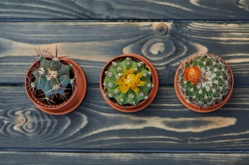 succulents